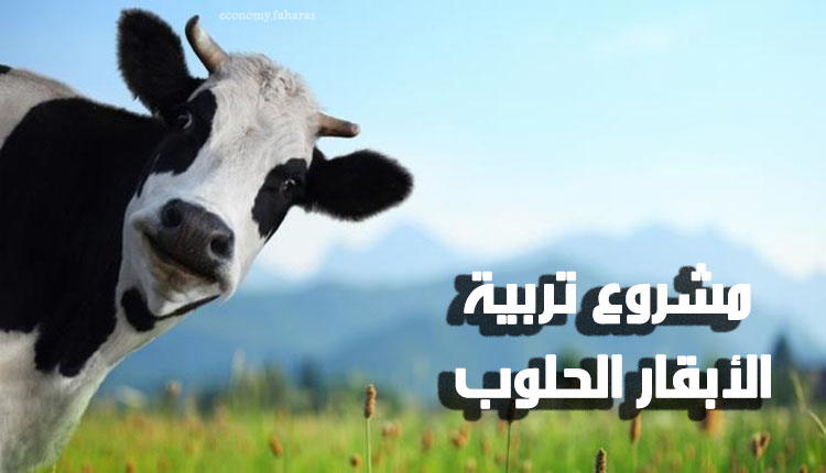 مشروع تربية الأبقار الحلوب؛ 7 خطوات لدراسة الجدوى والمتطلبات اللازمة