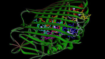 image of a barrel formed by criss-crossing green strands, each representing the path taken by a string of amino acids.